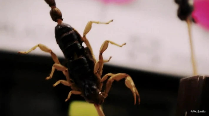 México: comer insectos y bajarlos con un shot de mezcal