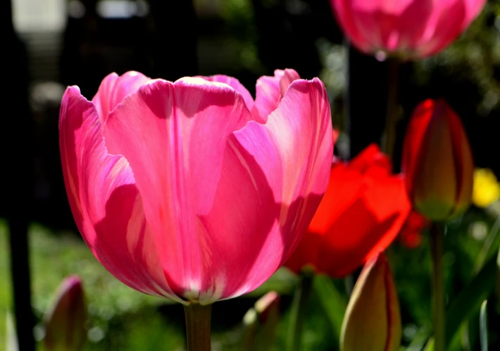 Temporada de tulipanes