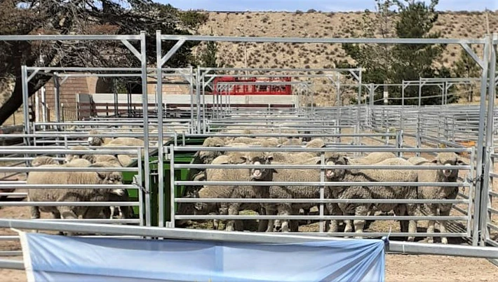 Productores de Santa Cruz recibirán un subsidio de $600 por oveja