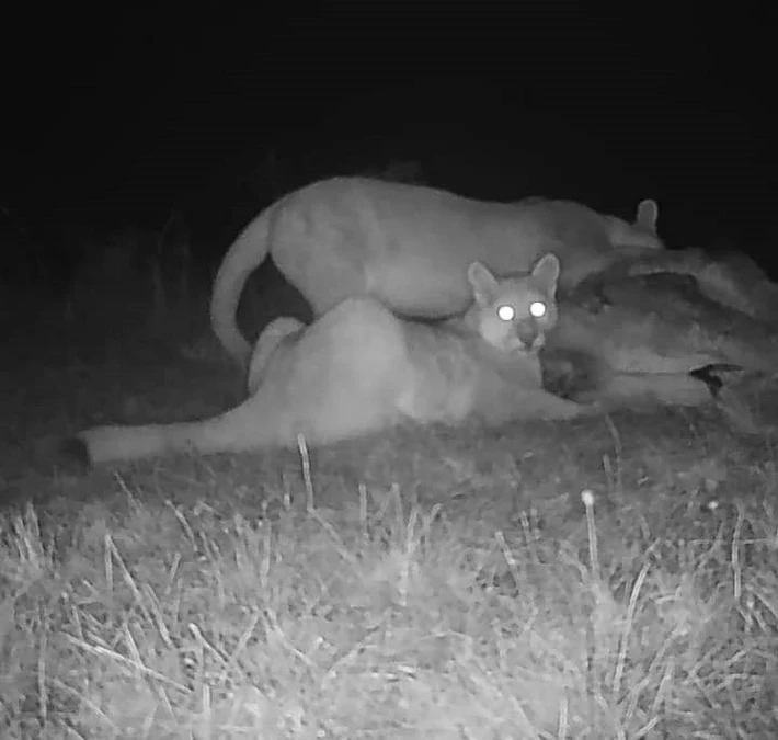 Con cámaras trampa, guardaparques captaron imágenes nocturnas de 3 pumas en el Lago Roca