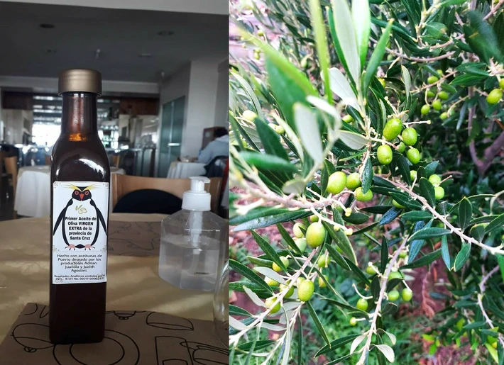 Aceite de oliva y vinos santacruceños: una provincia productiva, el desafío del nuevo gobierno