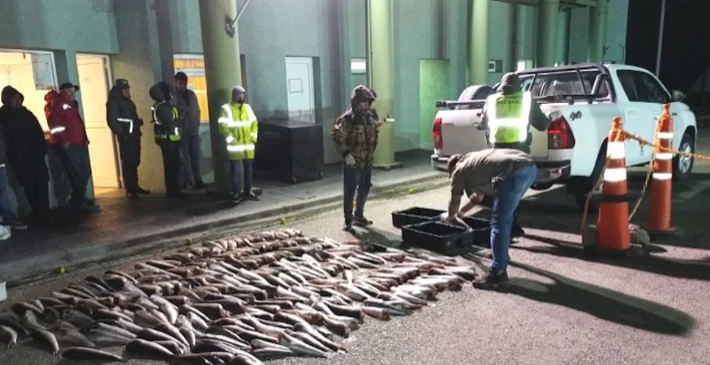 Gendarmería incautó 600 kilos de róbalo sin cadena de frío